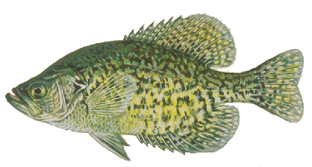 blackcrappie